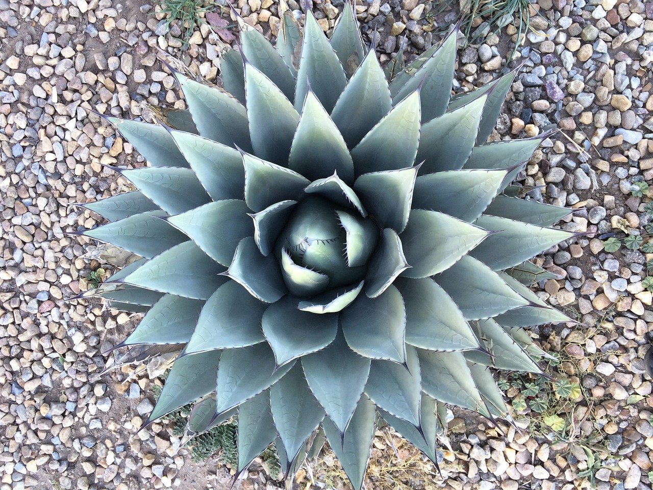 agave-2032036_1280