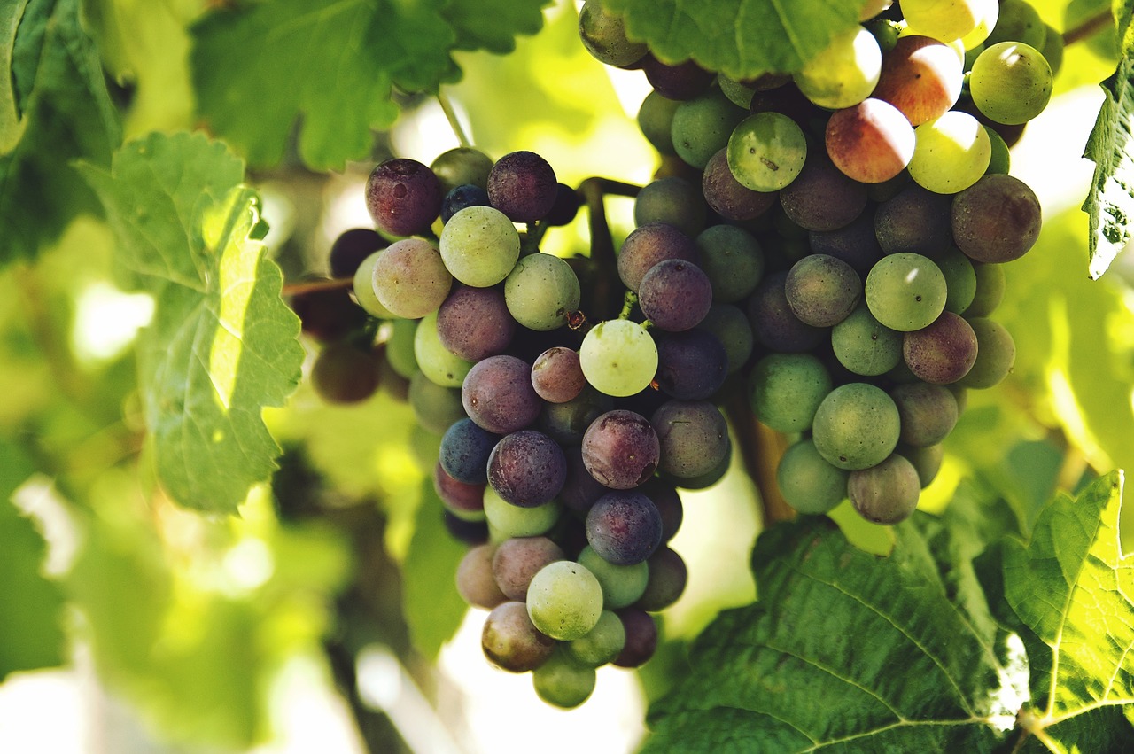 grapes-1246531_1280